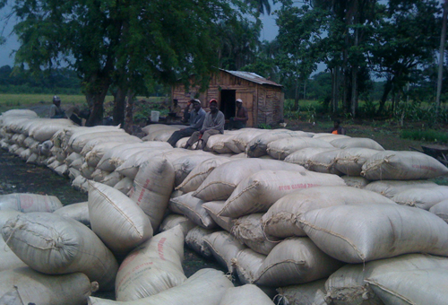 #7 Rice Farm Agriculture in La Vega