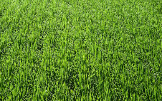 #4 Rice Farm with over 2,300 acres for sale - San Francisco-Nagua