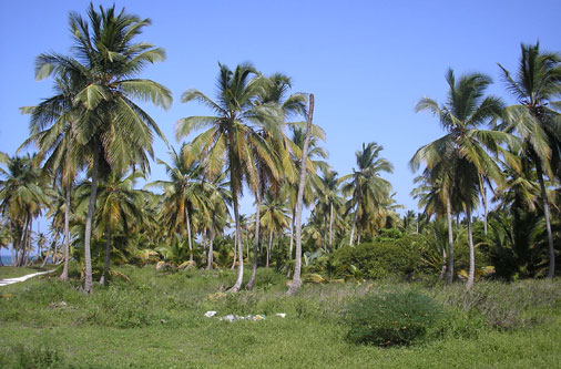 #5 Beautiful ocean front land near Bayahibe