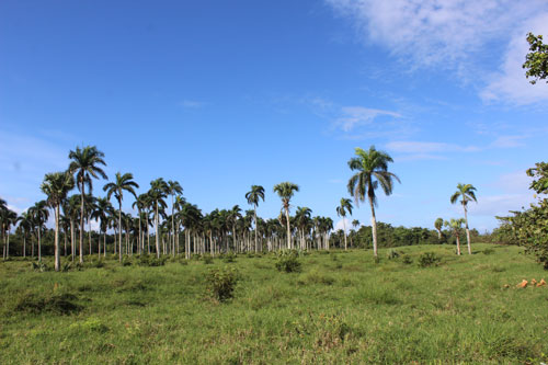 #10 Prime Beachfront Property Near Cabarete - Perfect for Investment or Developmen