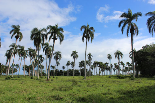 #3 Prime Beachfront Property Near Cabarete - Perfect for Investment or Developmen
